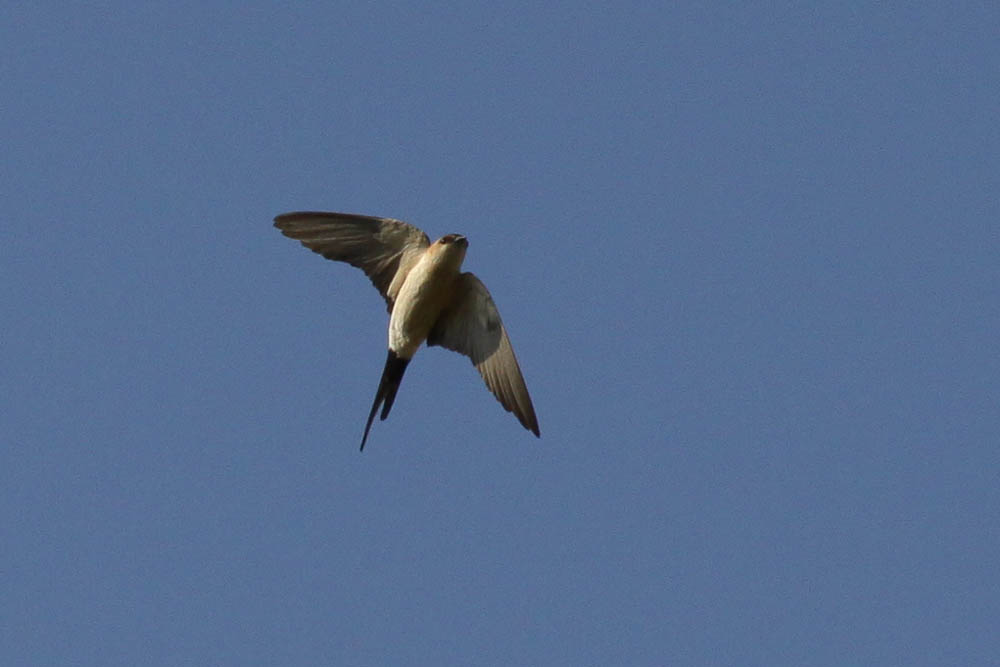 Hirondelle rousseline Cecropis daurica (Laxmann, 1769)