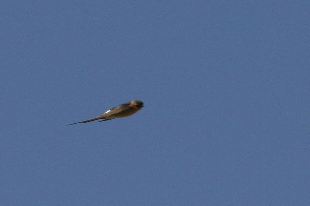 Hirondelle rousseline Cecropis daurica (Laxmann, 1769)