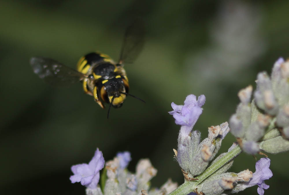  Anthidium florentinum (Fabricius, 1775)