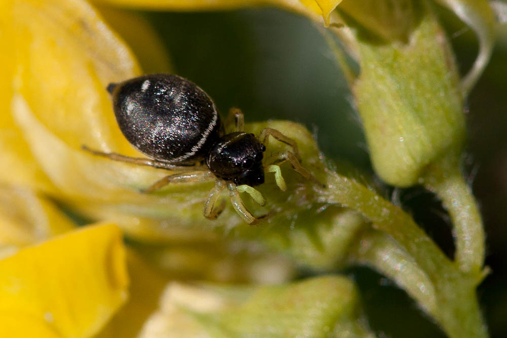 Saltique cuivré Heliophanus cupreus (Walckenaer, 1802)