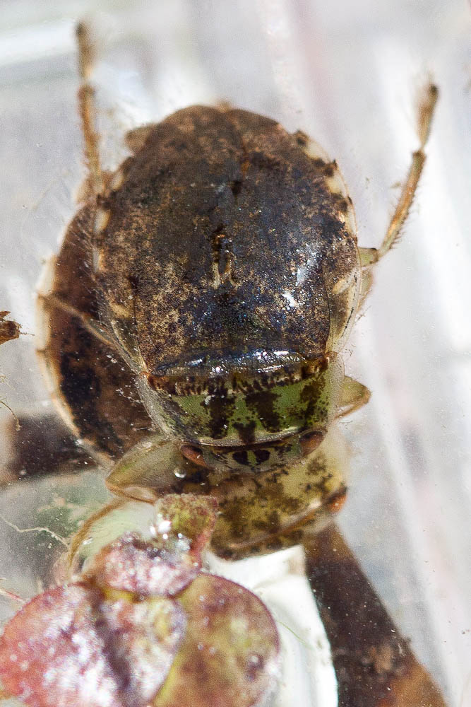 Naucoris maculatus Fabricius, 1798