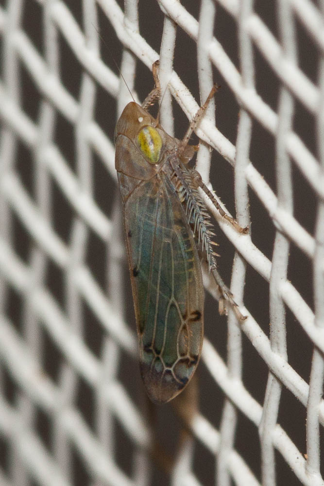  Synophropsis lauri (Horváth, 1897)