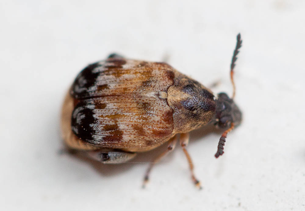  Megabruchidius tonkineus (Pic, 1904)