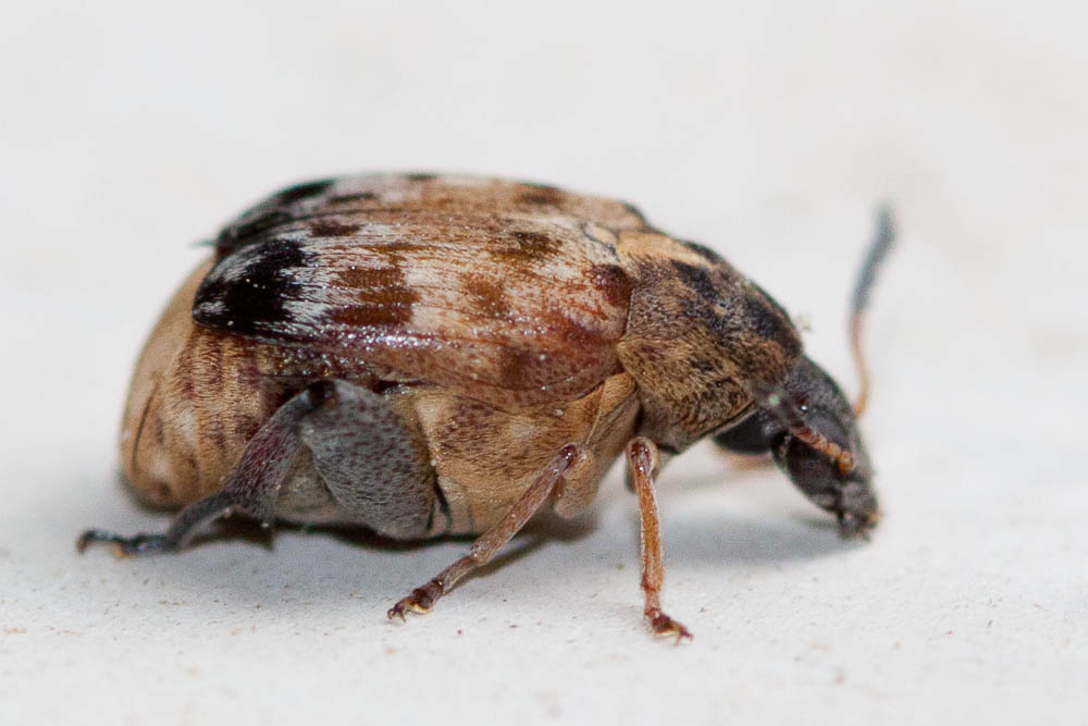 Megabruchidius tonkineus (Pic, 1904)