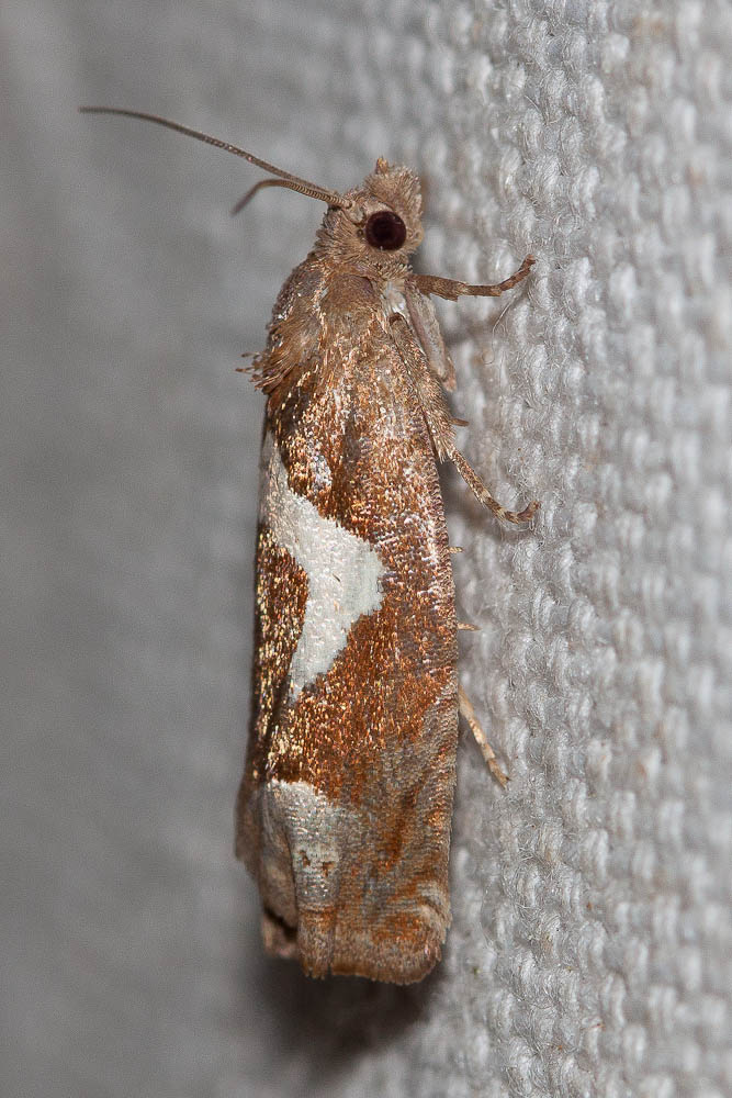  Epiblema foenella (Linnaeus, 1758)