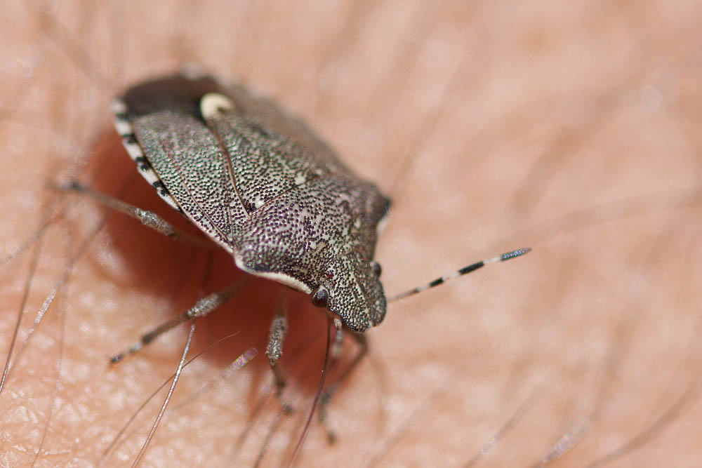 Holcostethus Fieber, 1861