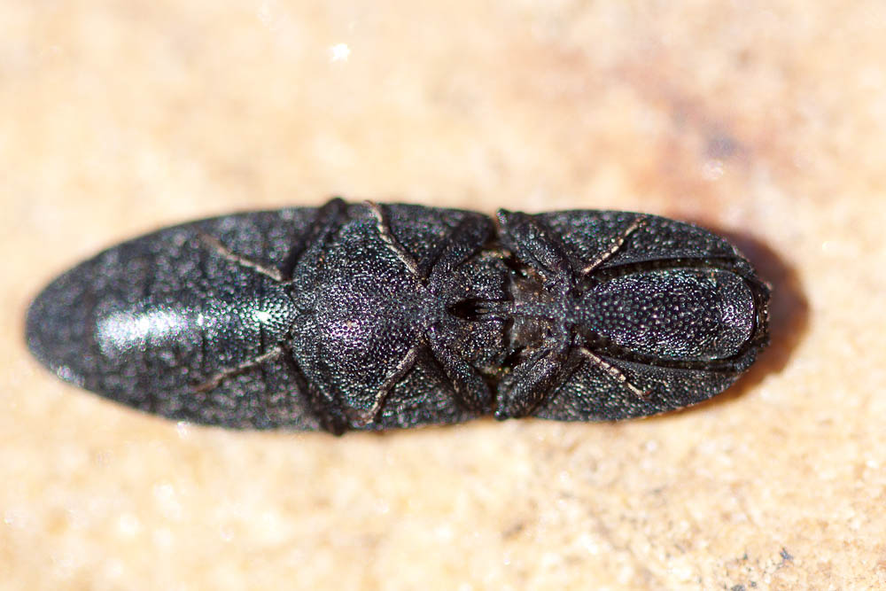  Lacon punctatus (Herbst, 1779)