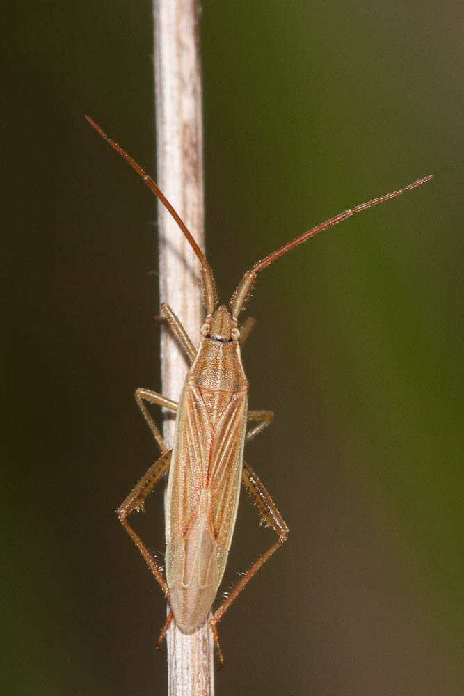  Stenodema calcarata (Fallén, 1807)