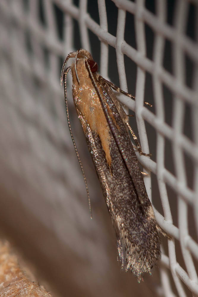 Stomopteryx basalis (Staudinger, 1876)