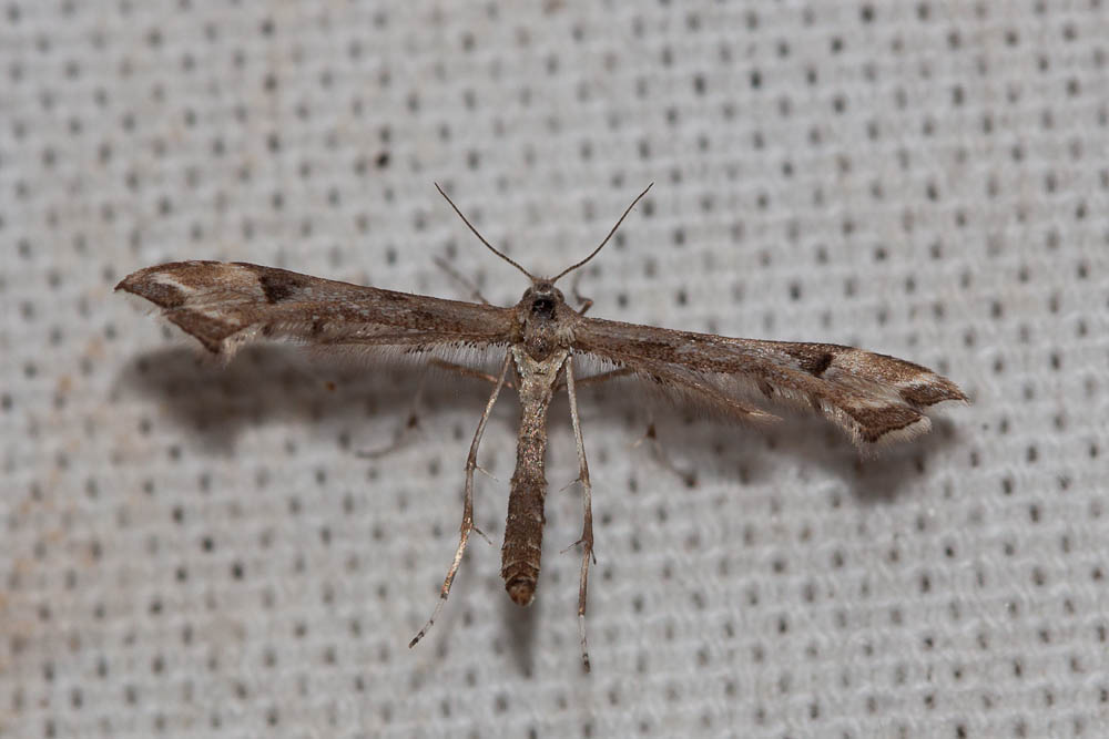 Platyptilia Hübner, 1825