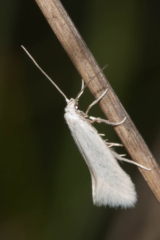 Le  sp. Elachista Treitschke, 1833 sp.