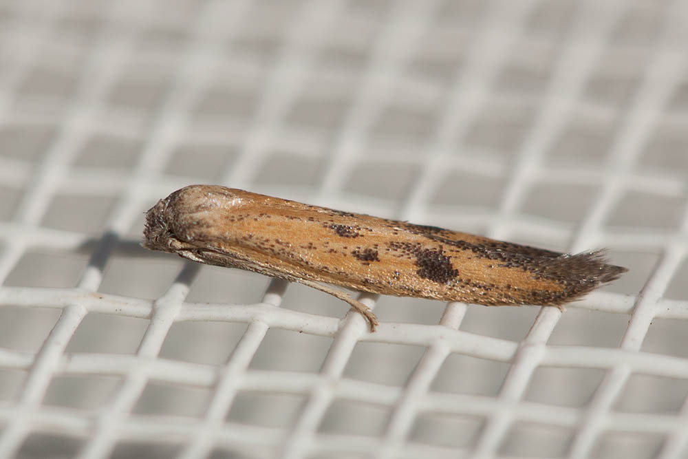 Epidola barcinonella Millière, 1867