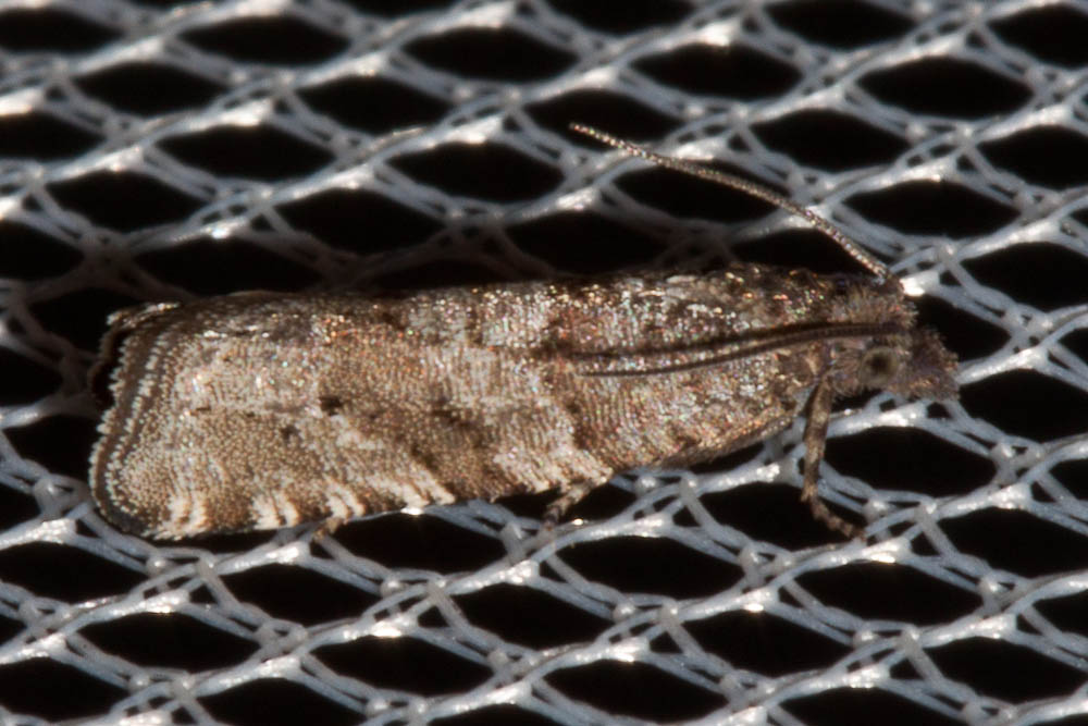  Rhopobota stagnana (Denis & Schiffermüller, 1775)