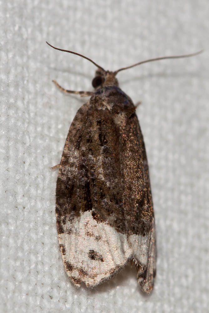 Apotomis capreana (Hübner, 1817)