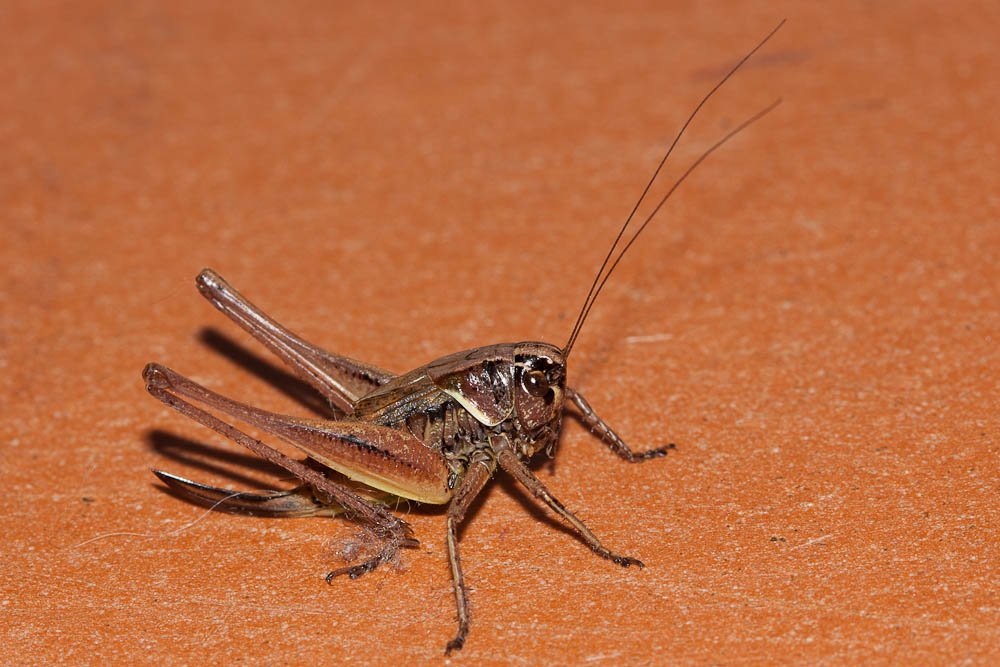 Decticelle des alpages Metrioptera saussuriana (Frey-Gessner, 1872)