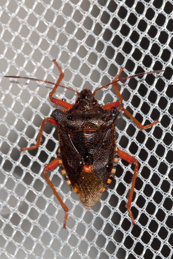 Punaise à pattes rousses, Punaise des bois Pentatoma rufipes (Linnaeus, 1758)