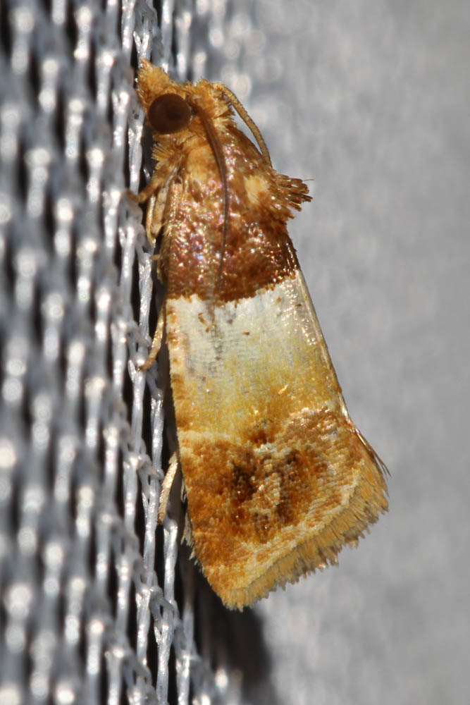  Epinotia festivana (Hübner, 1799)
