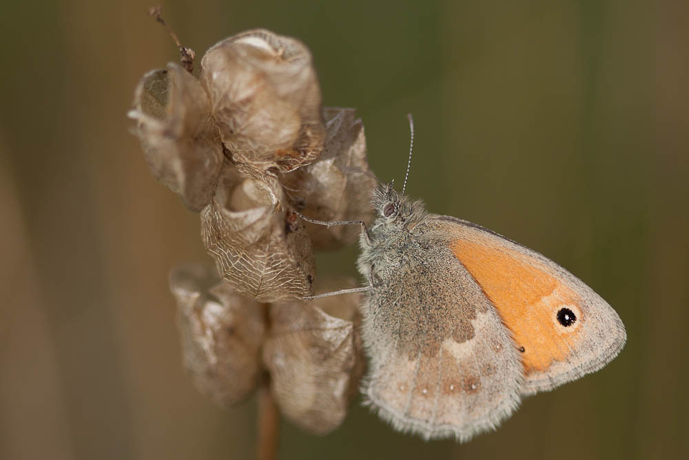 Fadet commun (Le), Procris (Le), Petit Papillon de Coenonympha pamphilus (Linnaeus, 1758)