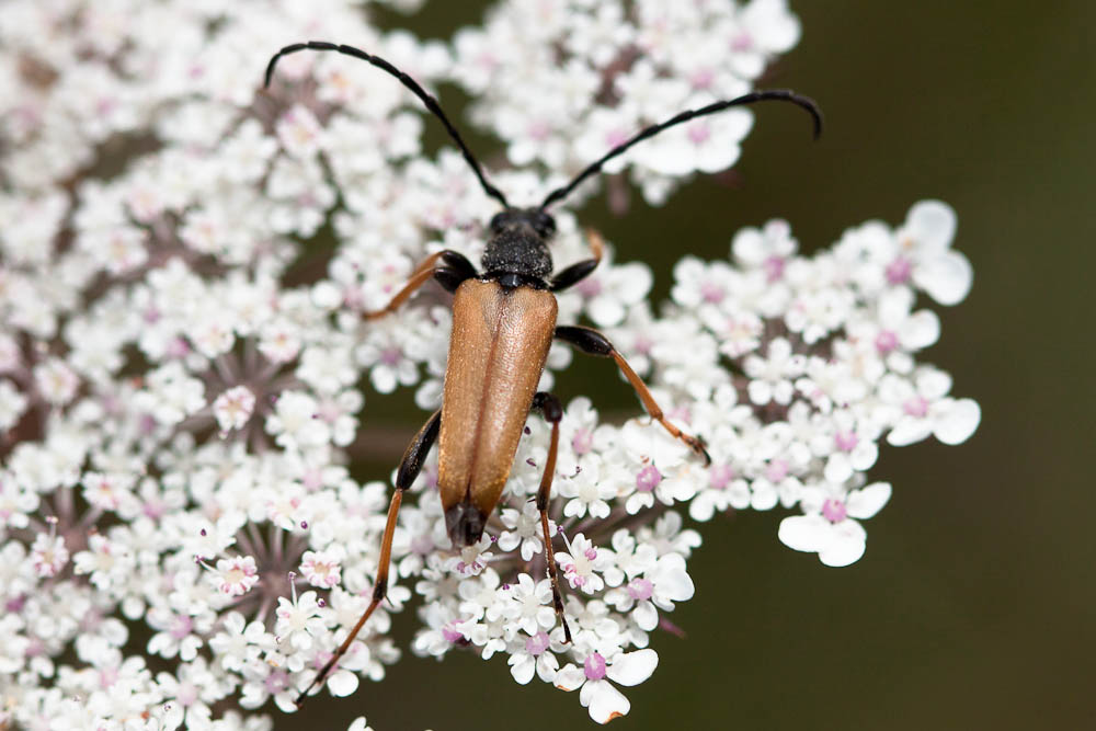 Lepture rouge Stictoleptura rubra (Linnaeus, 1758)