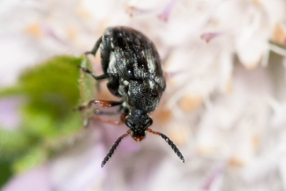Bruchus rufimanus Boheman, 1833
