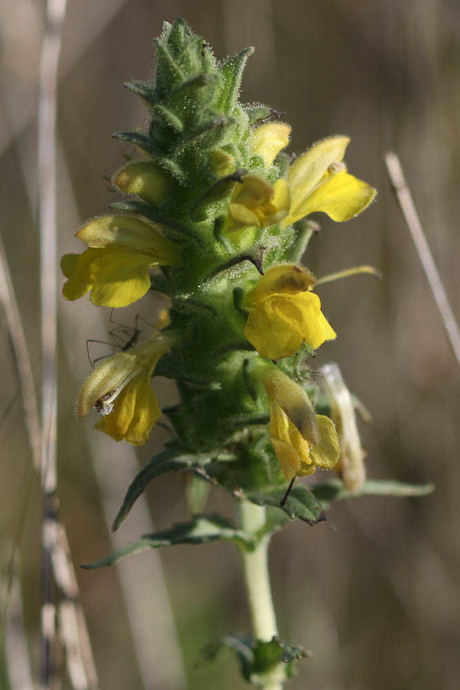 Bartsie visqueuse Parentucellia viscosa (L.) Caruel, 1885