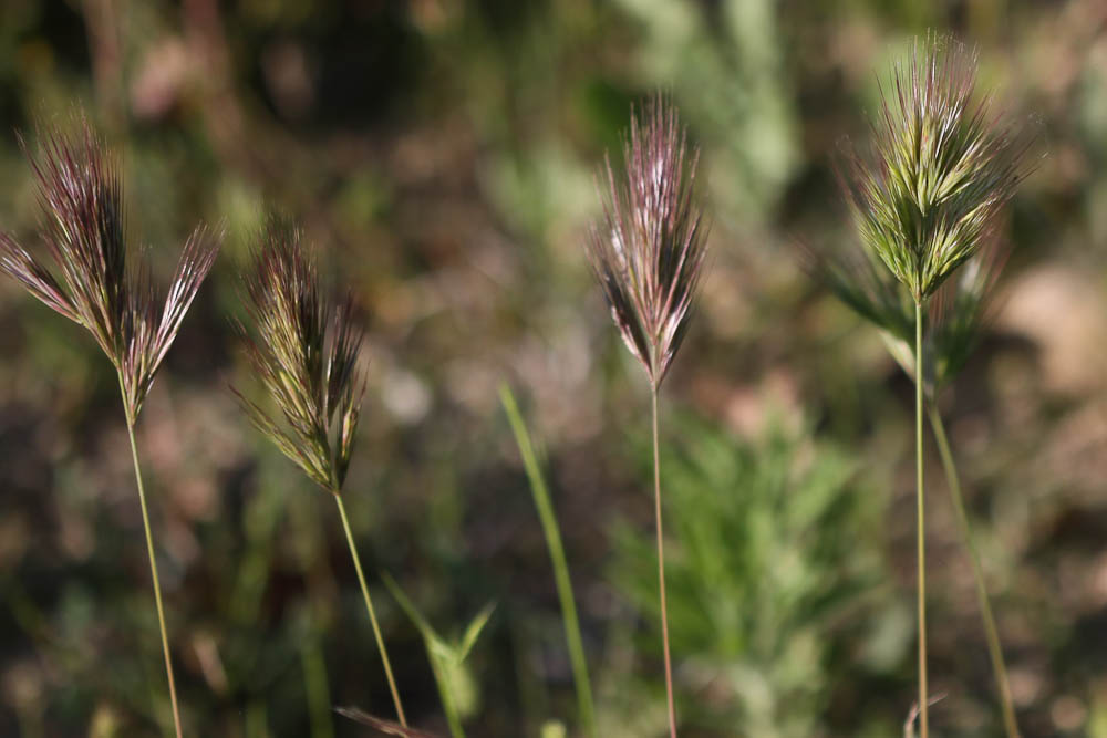 Brome rouge Anisantha rubens (L.) Nevski, 1934