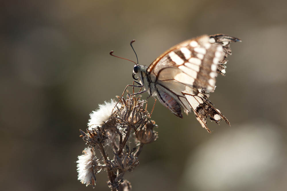 Machaon (Le), Grand Porte-Queue (Le) Papilio machaon Linnaeus, 1758