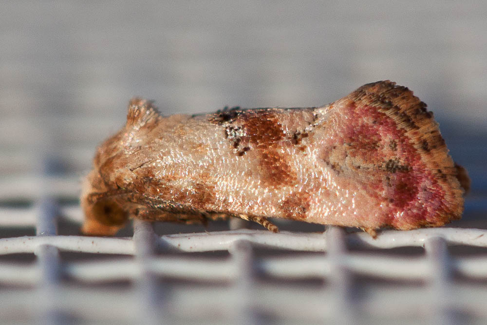 Cochylis millierana (Peyerimhoff, 1877)