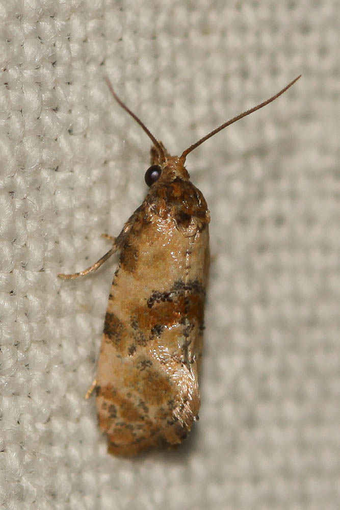  Cochylis molliculana Zeller, 1847