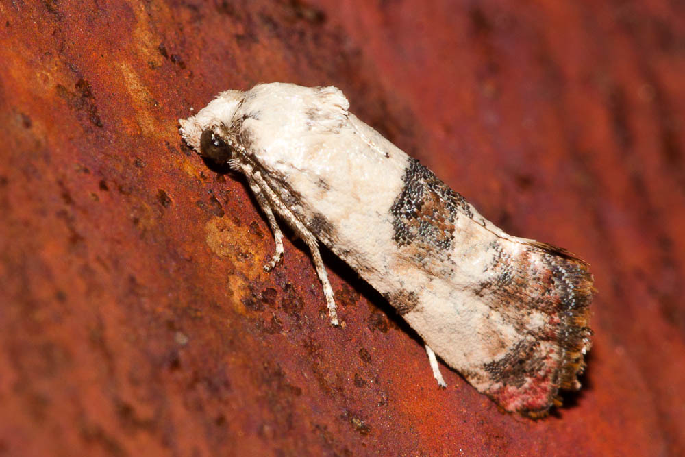  Cochylis posterana Zeller, 1847