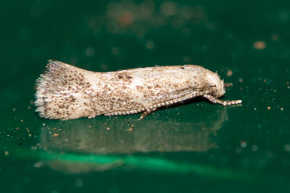 Elachista lugdunensis Frey, 1859