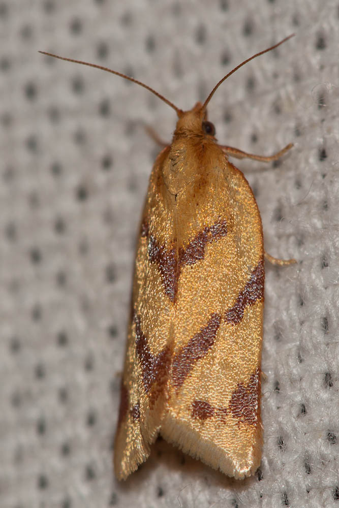  Clepsis pallidana (Fabricius, 1777)