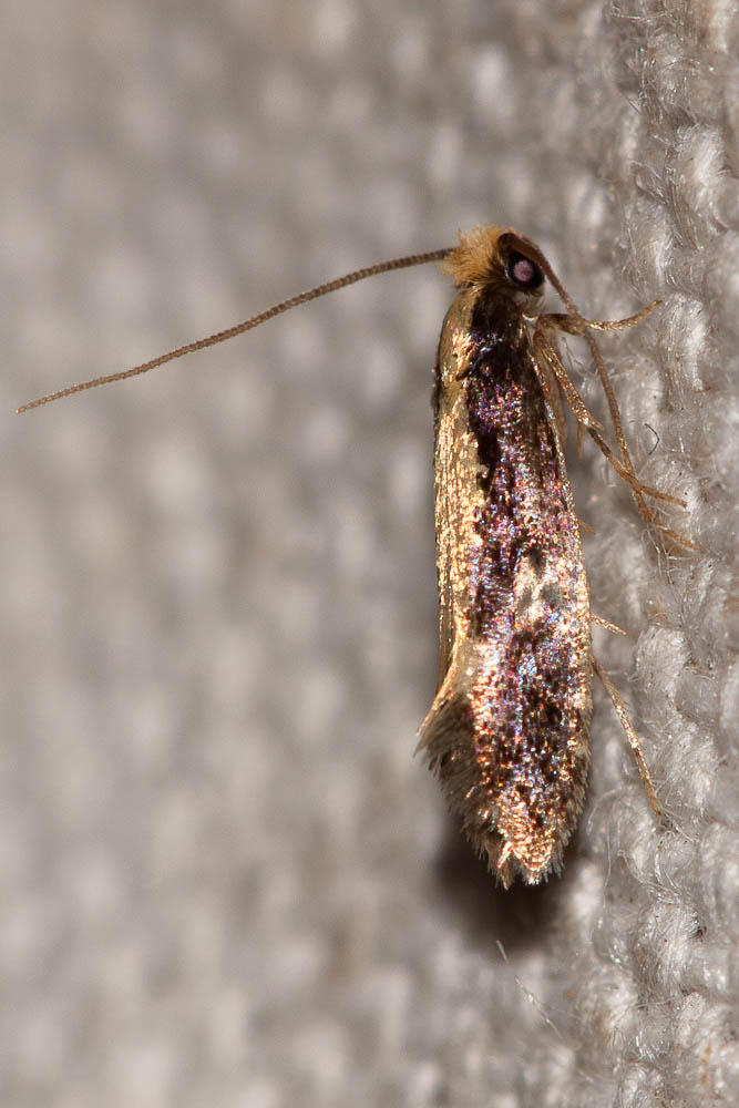  Monopis obviella (Denis & Schiffermüller, 1775)