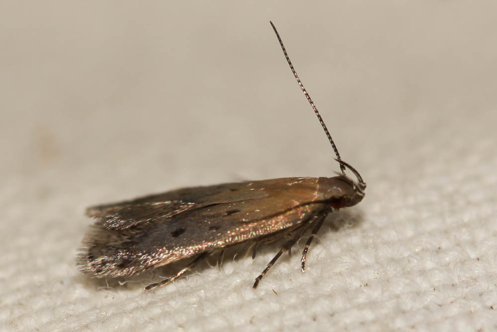  Stomopteryx remissella (Zeller, 1847)