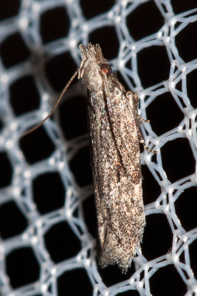 Anarsia lineatella Zeller, 1839