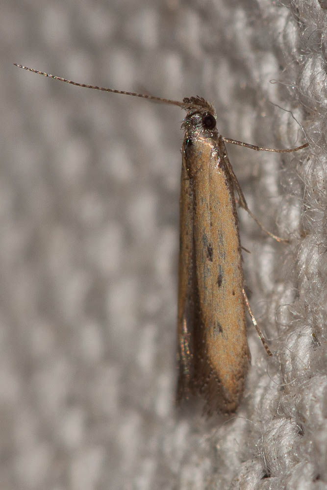 Mesophleps trinotella Herrich-Schäffer, 1856