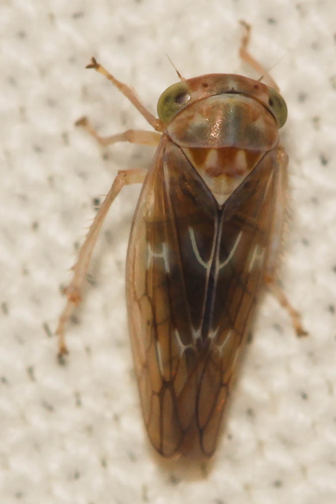  Tremulicerus tremulae (Estlund, 1796)