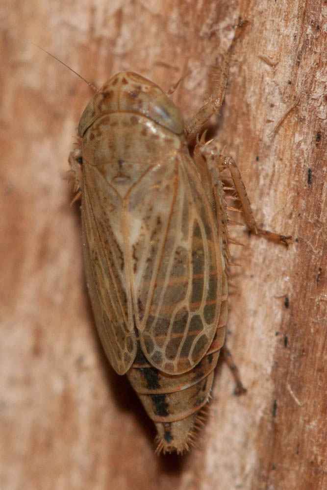 Euscelis lineolatus Brullé, 1832