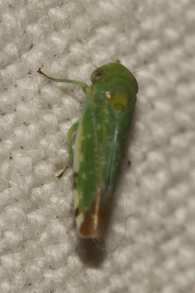 Opsius stactogalus Fieber, 1866