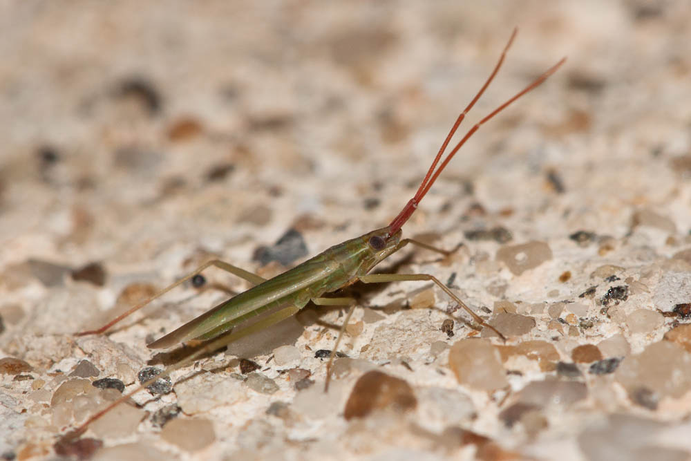 Punaise verte à antennes fauves Trigonotylus ruficornis (Geoffroy, 1785)