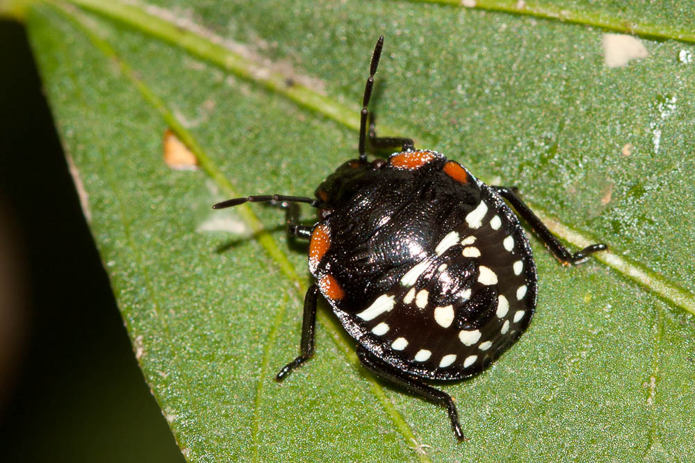 Punaise verte ponctuée Nezara viridula (Linnaeus, 1758)