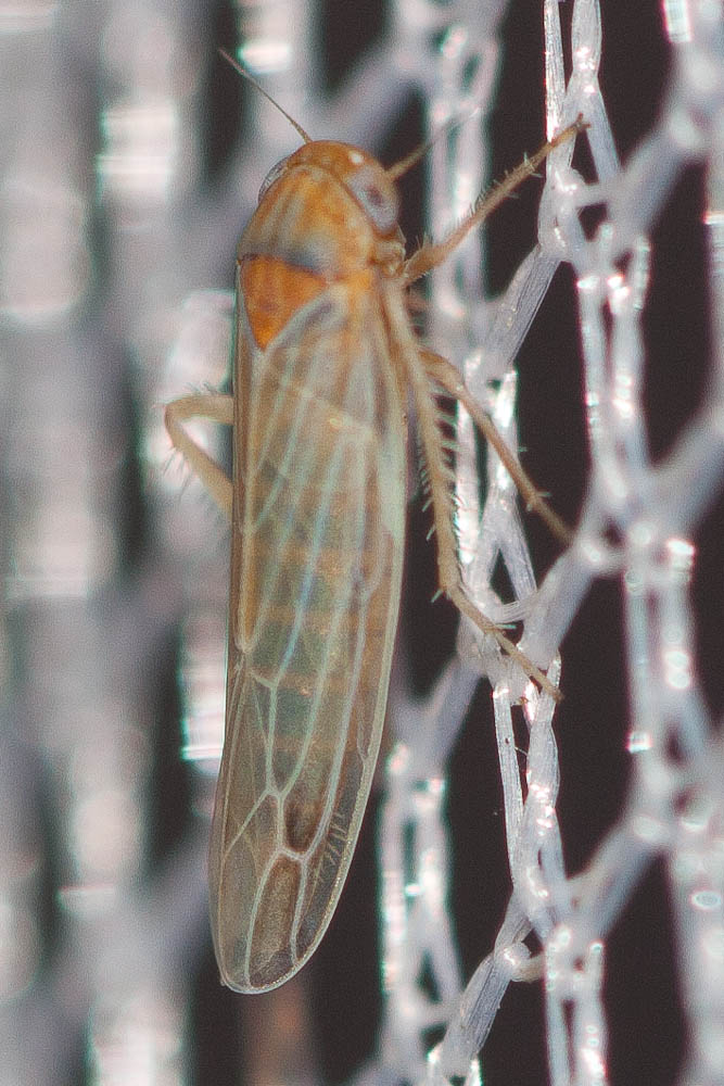 Balclutha frontalis (Ferrari, 1882)