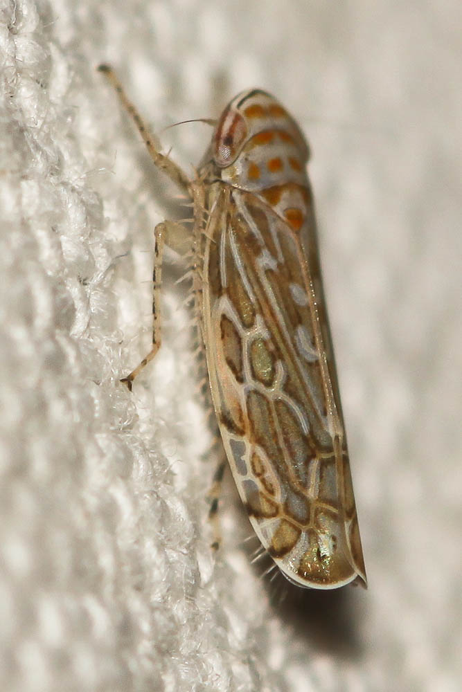  Paralimnus phragmitis (Boheman, 1847)