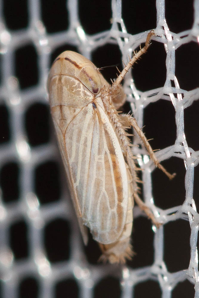  Artianus interstitialis (Germar, 1821)