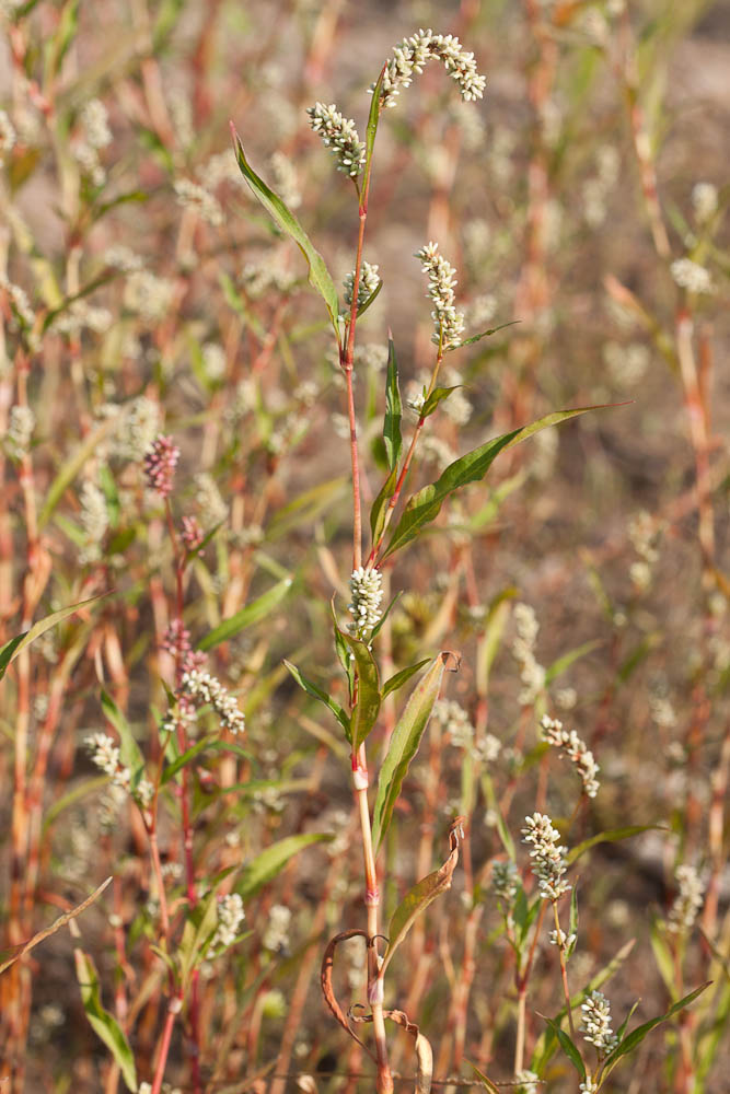Renouée à feuilles de patience, Renouée gonflée Persicaria lapathifolia (L.) Delarbre, 1800