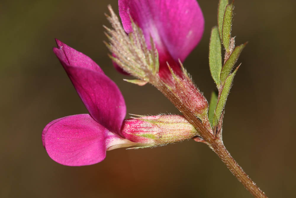 Vesce cultivée, Poisette Vicia sativa L., 1753