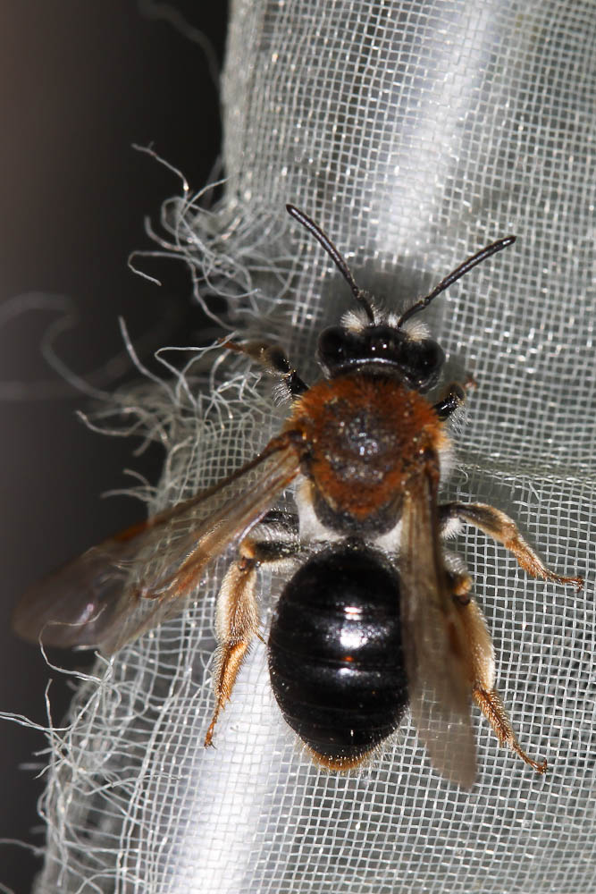 Andrena haemorrhoa (Fabricius, 1781)