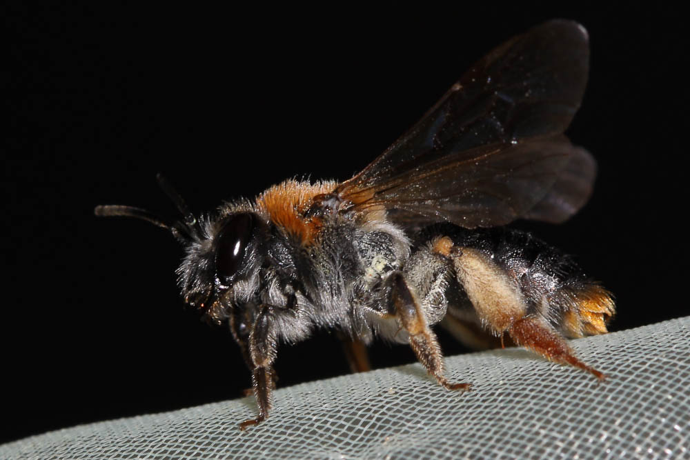  Andrena haemorrhoa (Fabricius, 1781)