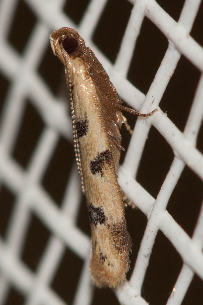 Mesophleps oxycedrella (Millière, 1871)