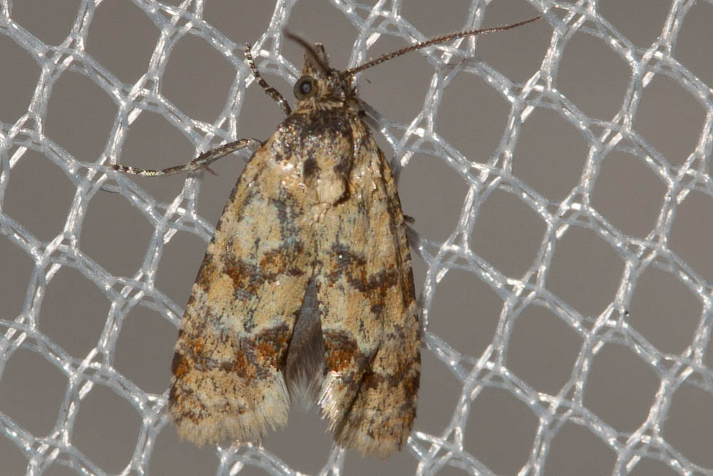  Aethes williana (Brahm, 1791)